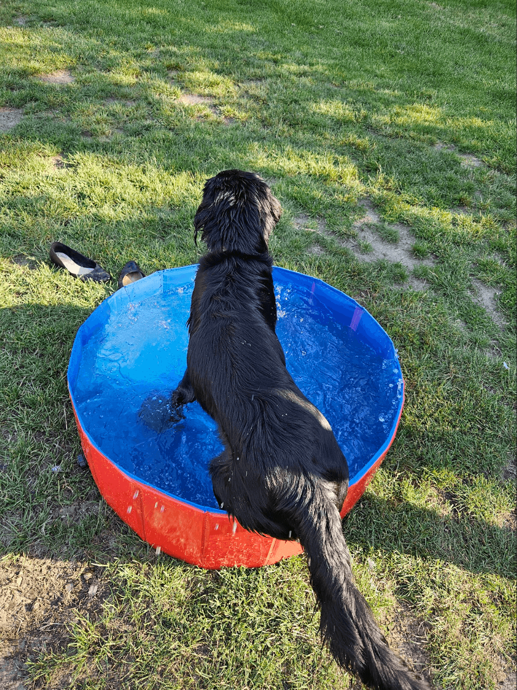 Wspomaganie w wychowaniu szczeniąt